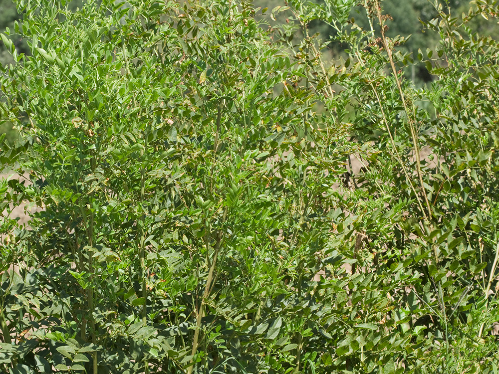 Mata de Paloduz