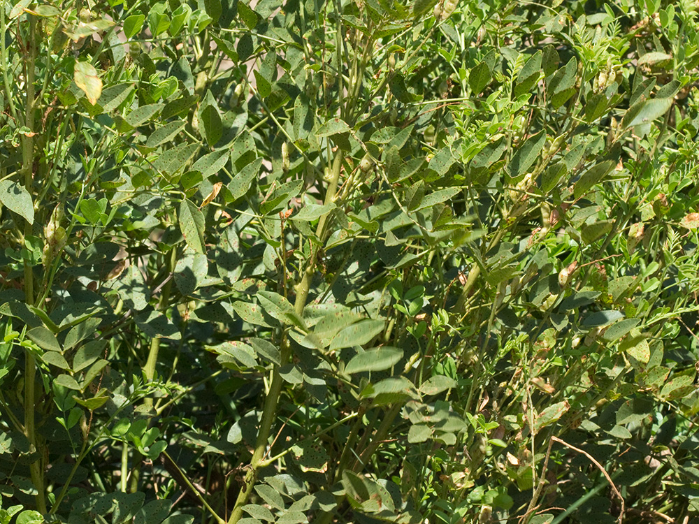 Mata de Paloduz
