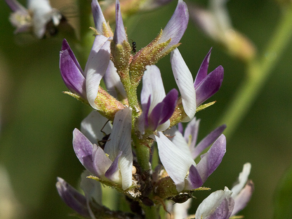 Glycyrrhiza glabra