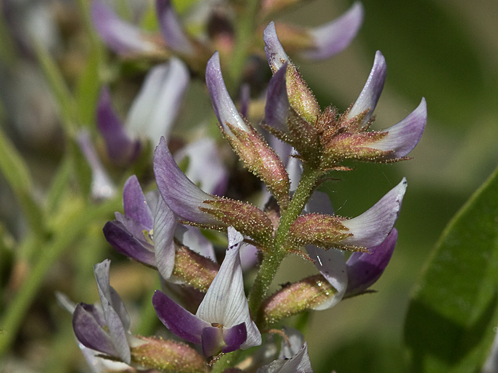 Glycyrrhiza glabra