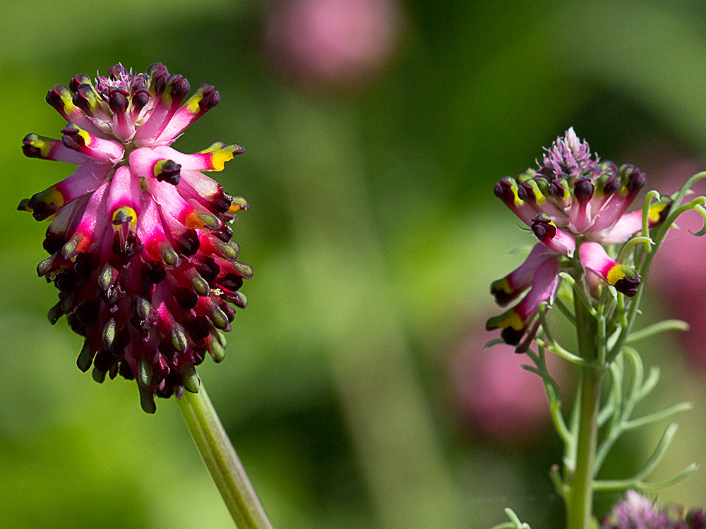 Platycapnos spicata