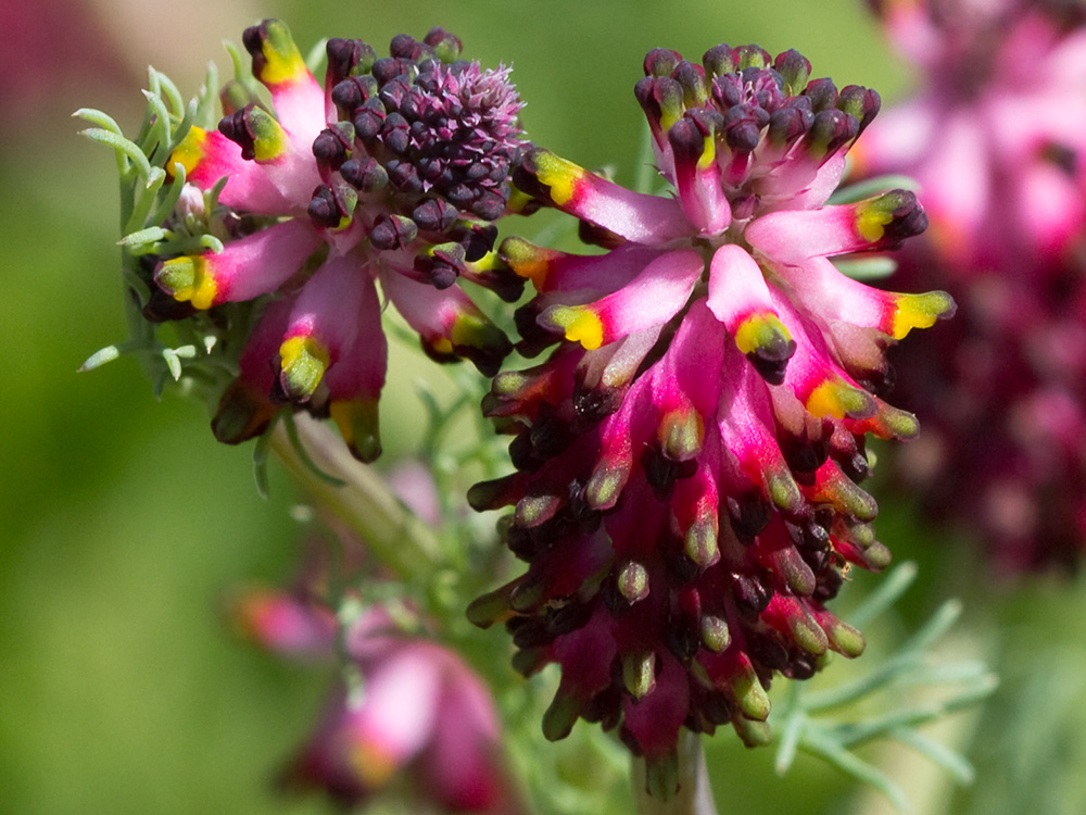 Platycapnos spicata