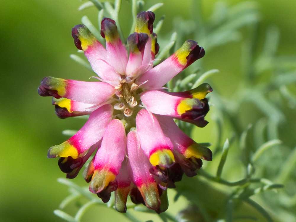 Platycapnos spicata