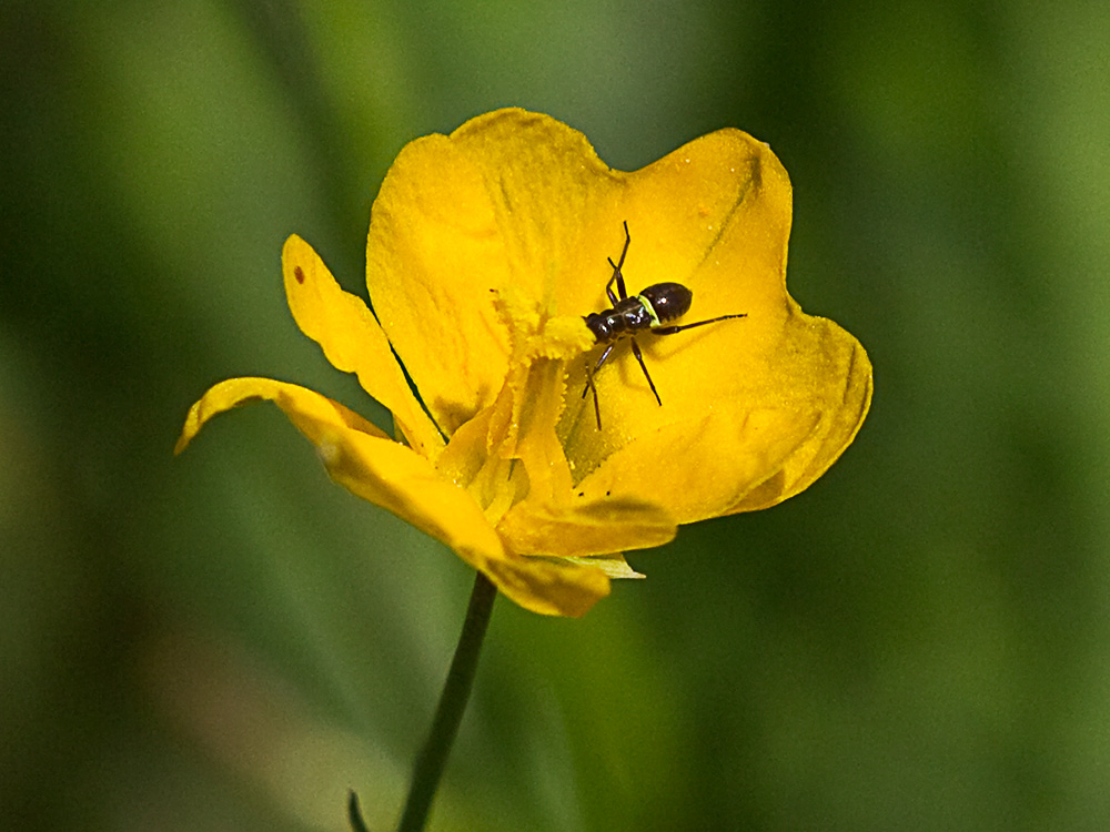 Flores de la pamplina (Hypecoum imberbe)