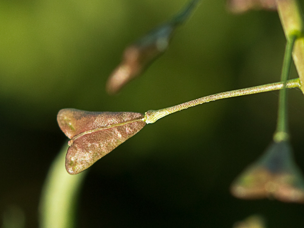 Pan y queso (Capsella bursa-pastoris)