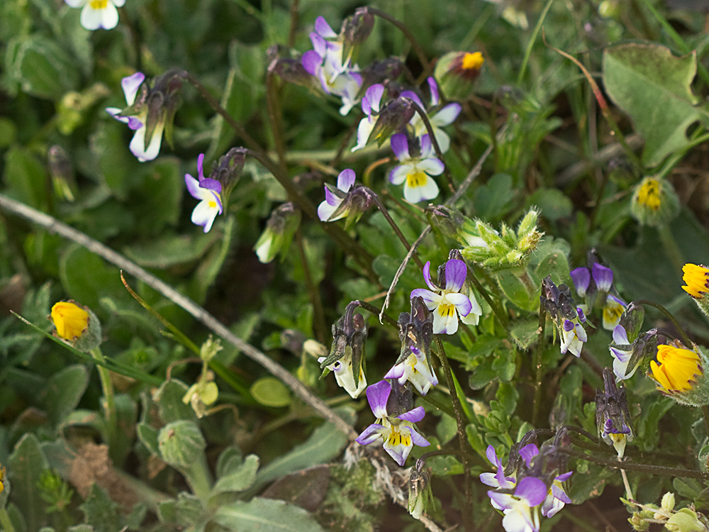 Pensamiento silvestre. Viola arvensis