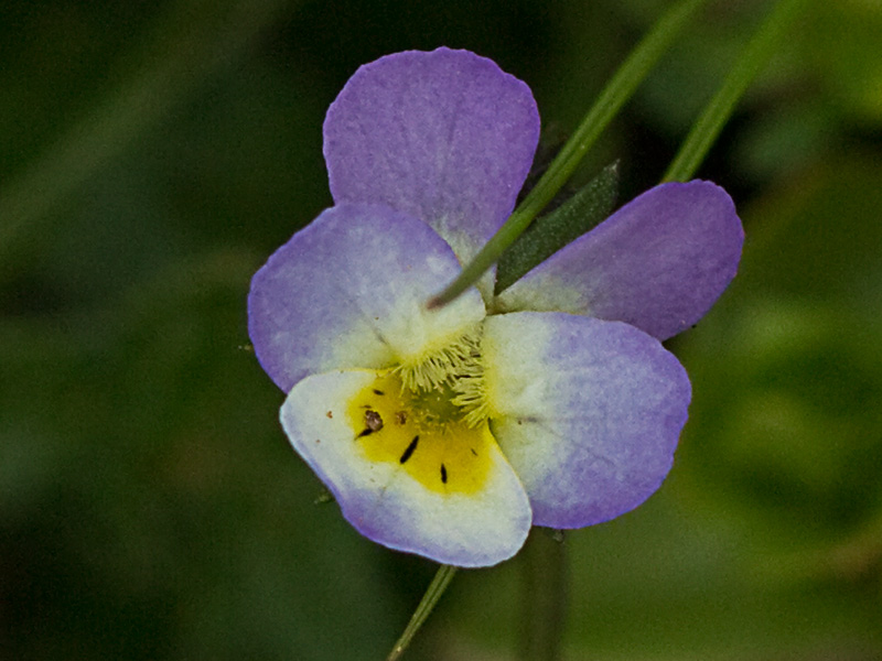 Pensamiento silvestre. Viola arvensis