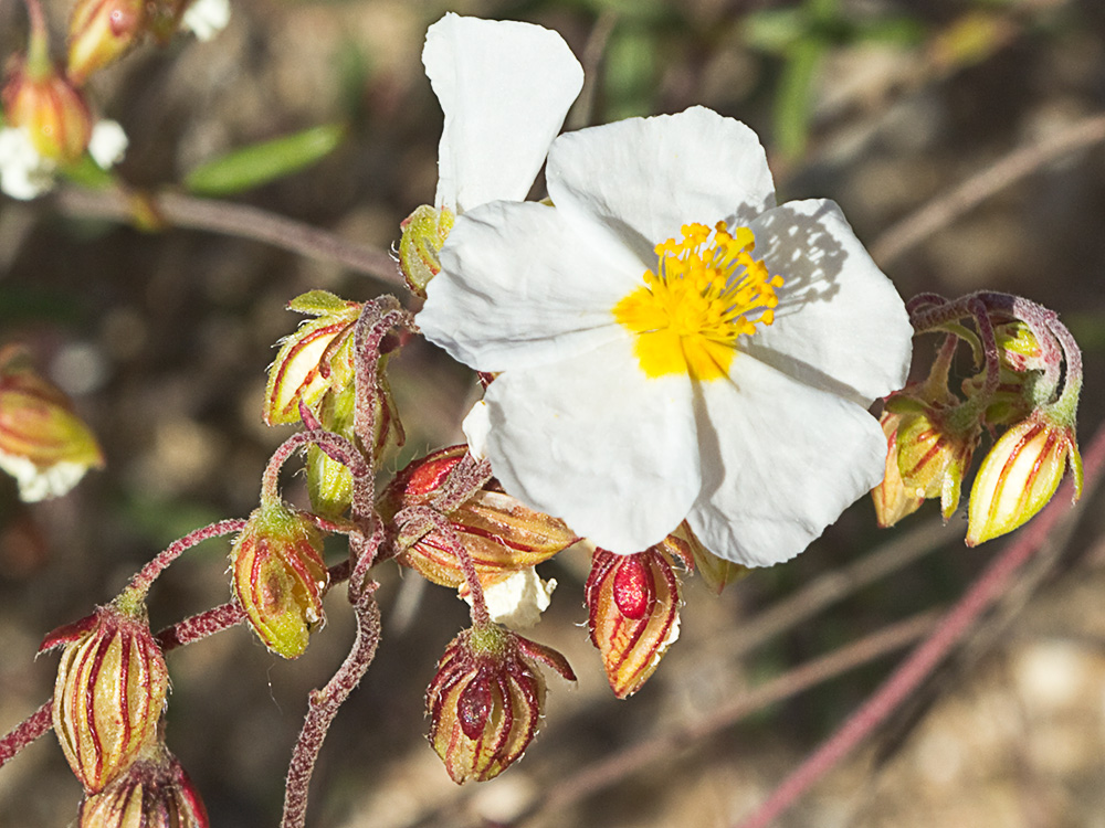 Perdiguera (Helianthemum apenninum)