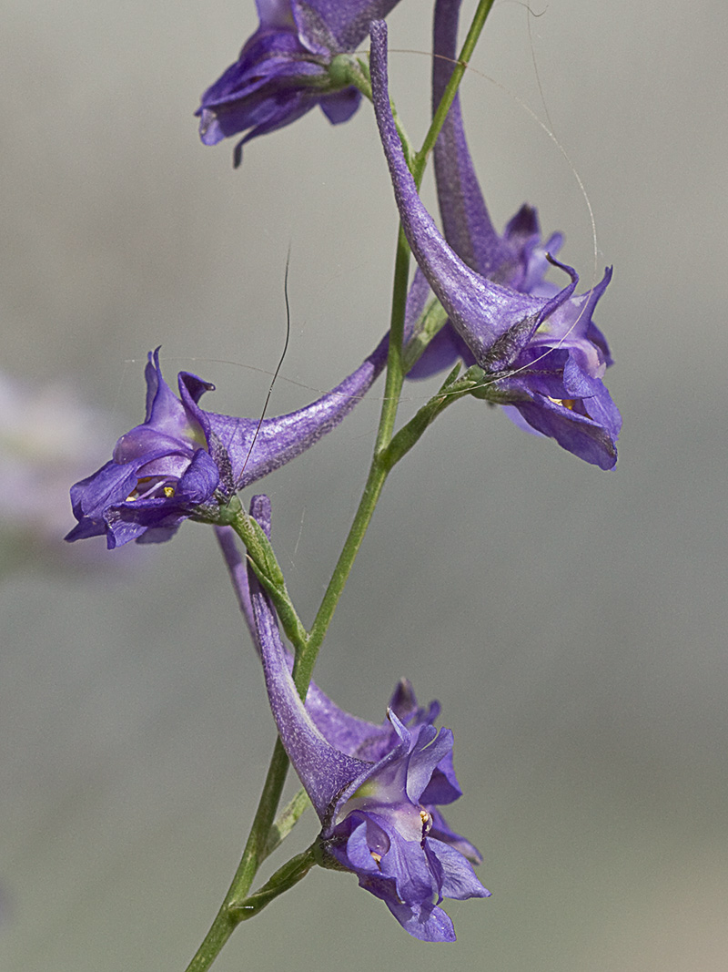 Flores de los piecicos azules (Delphinium halteratum)