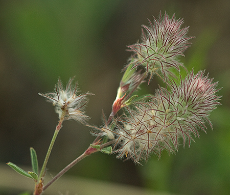 Trifolium arvense. Pie de liebre