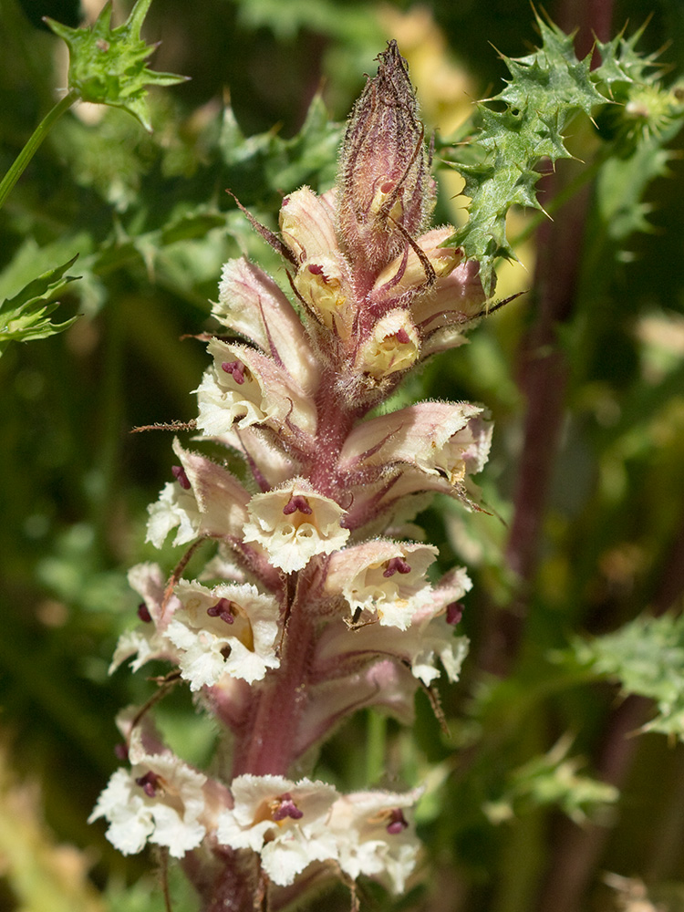 Pijo lobo (Orobanche amethystea)
