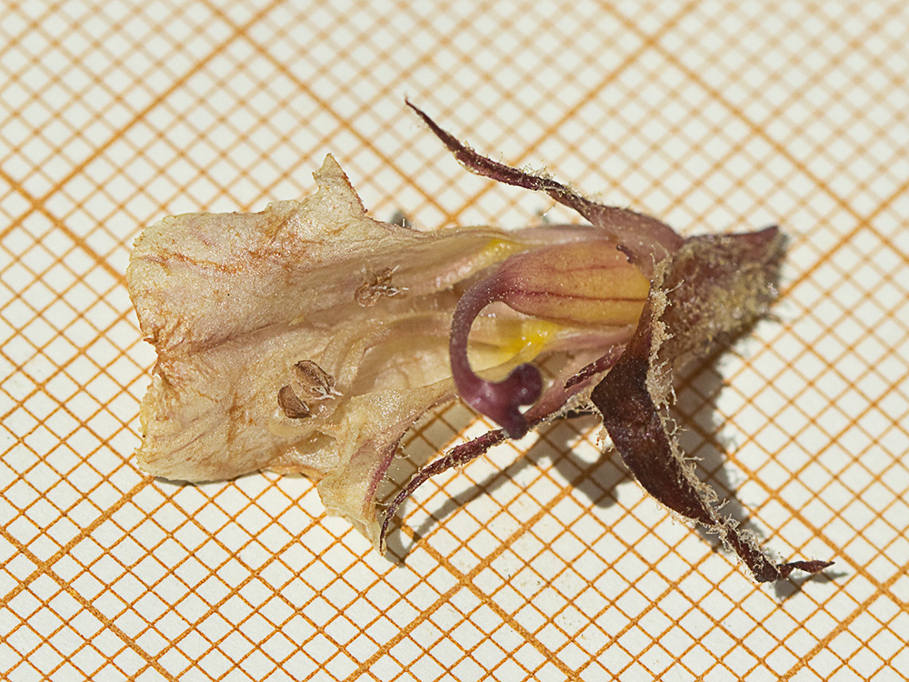 Estambre y pistilos de la flor de Pijo lobo (Orobanche amethystea)
