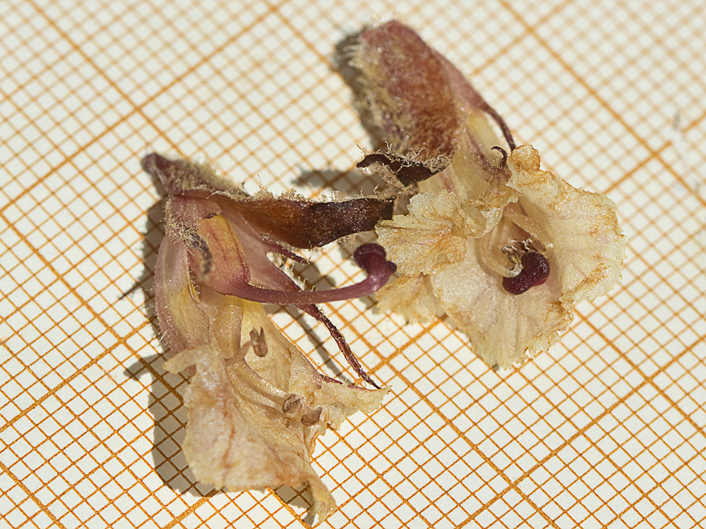 Estambre y pistilos de la flor de Pijo lobo (Orobanche amethystea)