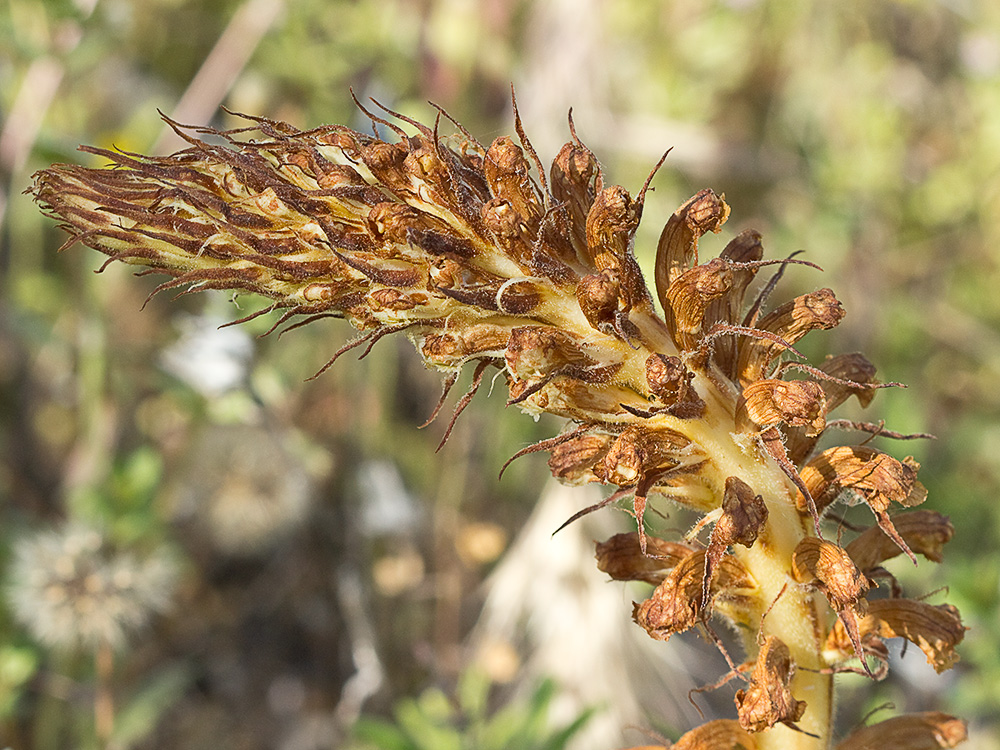 Pijo lobo (Orobanche amethystea)