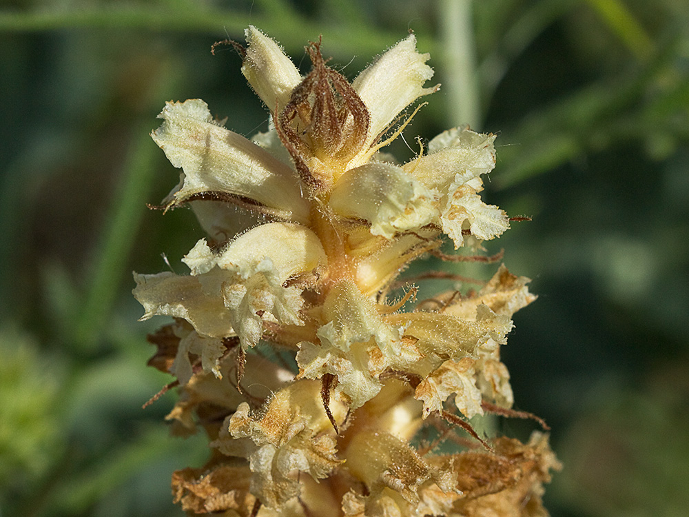Pijo lobo (Orobanche amethystea)