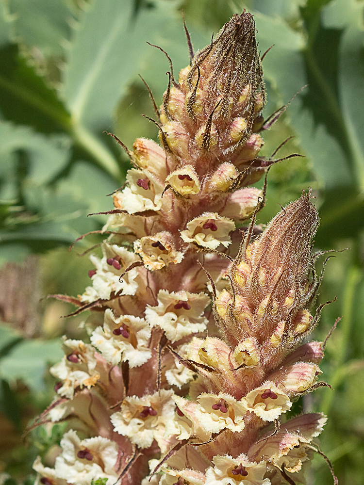 Pijo lobo (Orobanche amethystea)