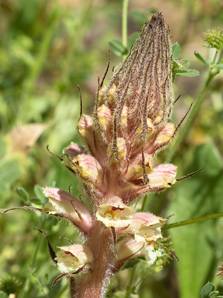 Pijo lobo (Orobanche amethystea)