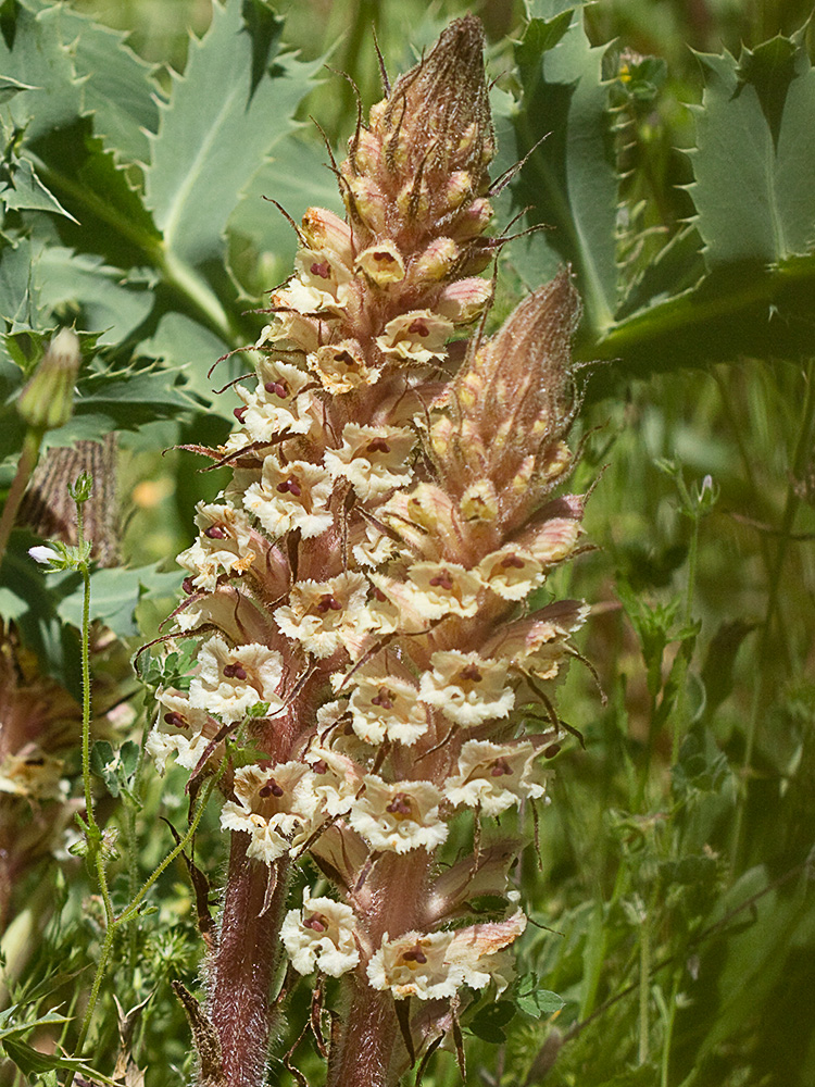 Pijo lobo (Orobanche amethystea)