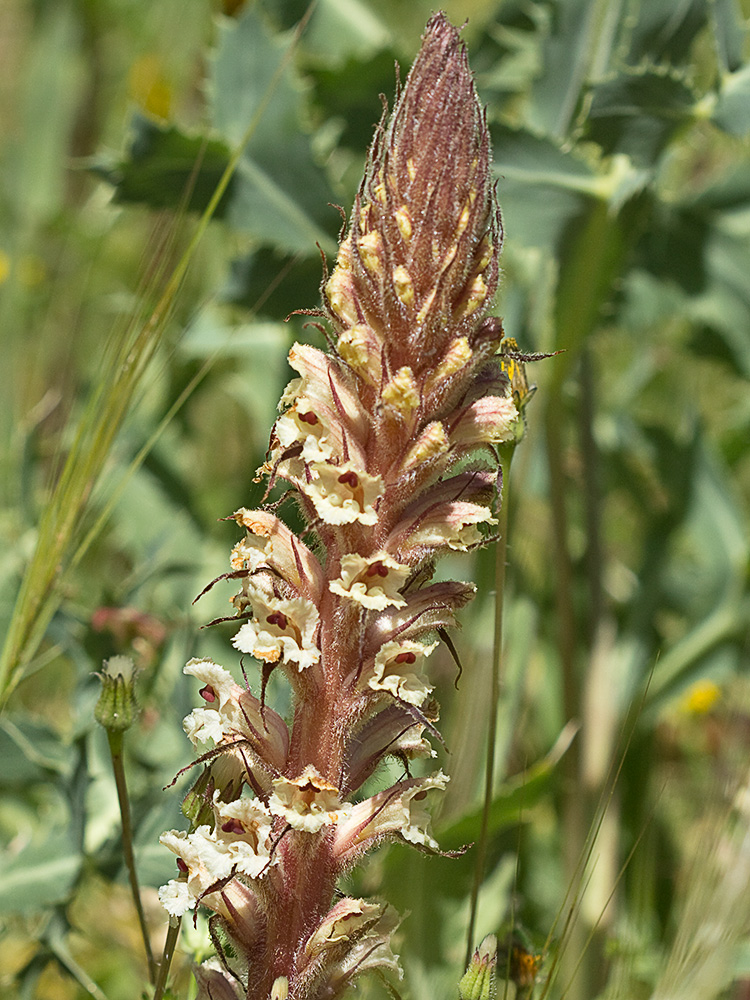 Pijo lobo (Orobanche amethystea)