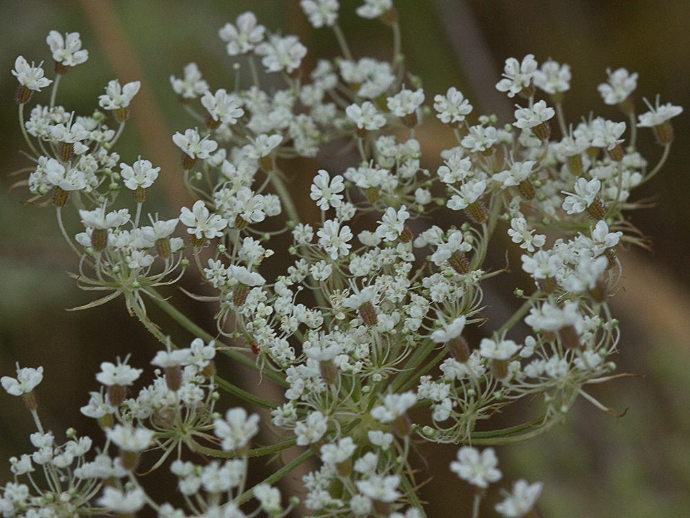 Pimpinela blanca (Pimpinella saxifraga)