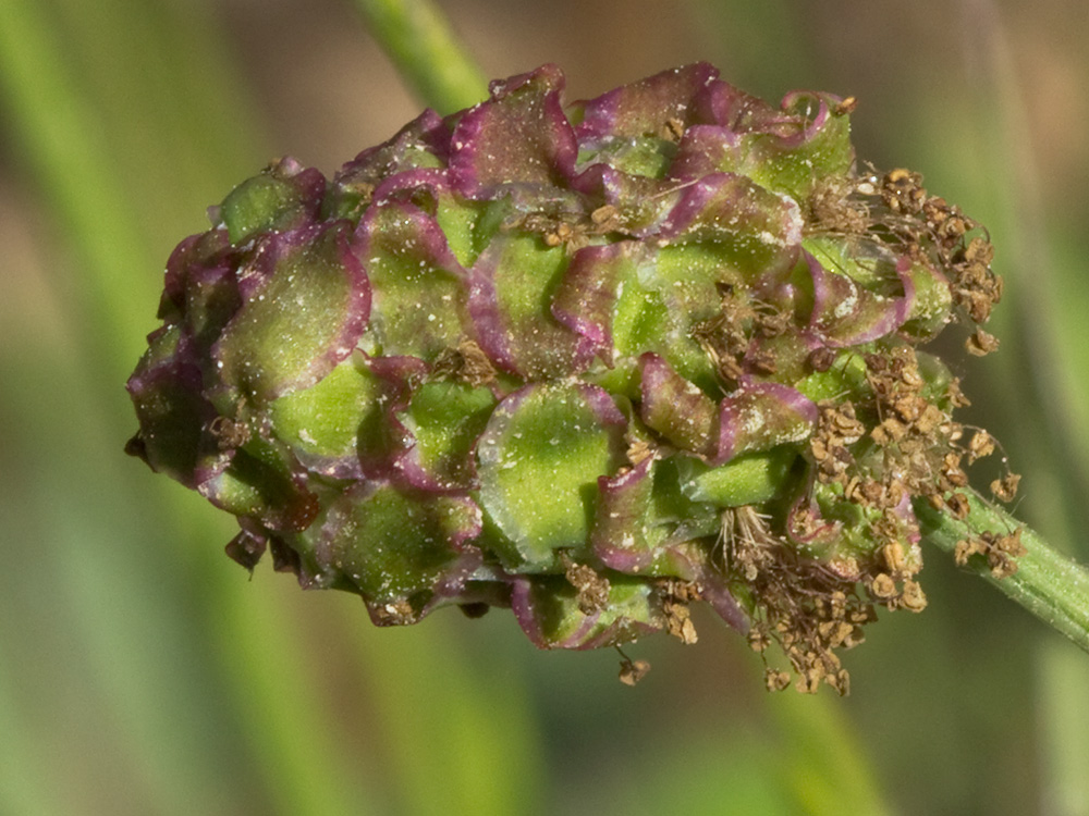 Sanguisorba minor, pimpinela menor