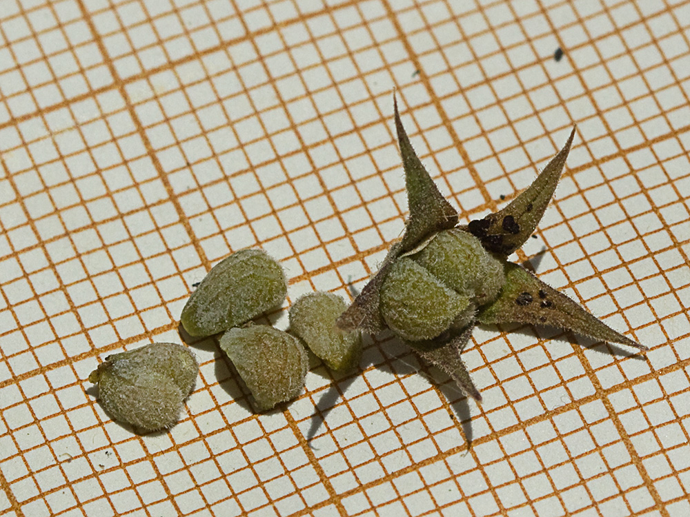 Pinillo bastardo (Teucrium pseudochamaepitys)