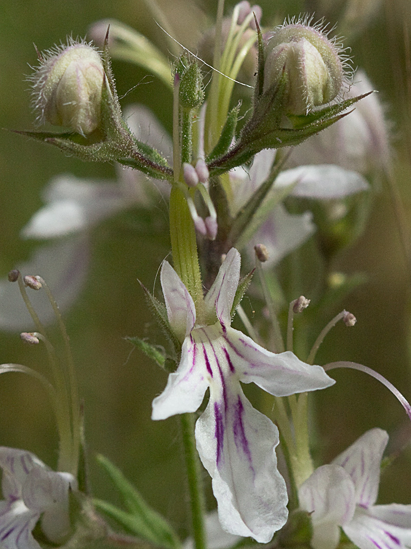 Pinillo bastardo (Teucrium pseudochamaepitys)
