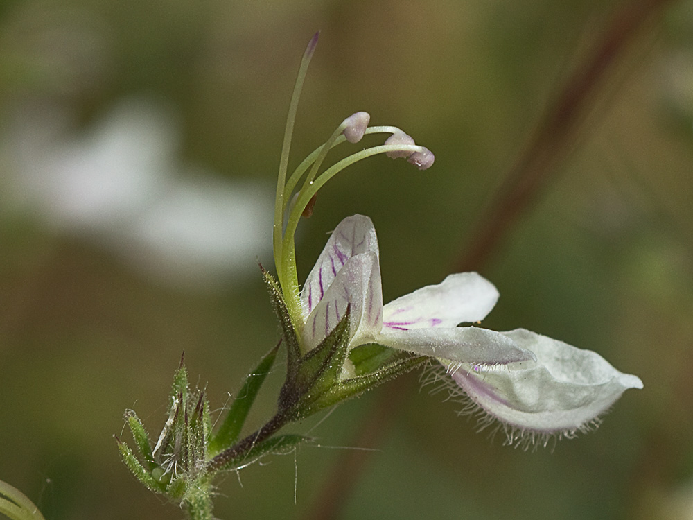 Pinillo bastardo (Teucrium pseudochamaepitys)