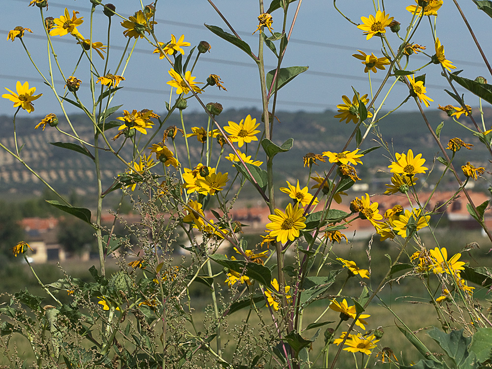 Matas de Pirula amarilla, crisantemo amarillo (Helianthus × laetiflorus)