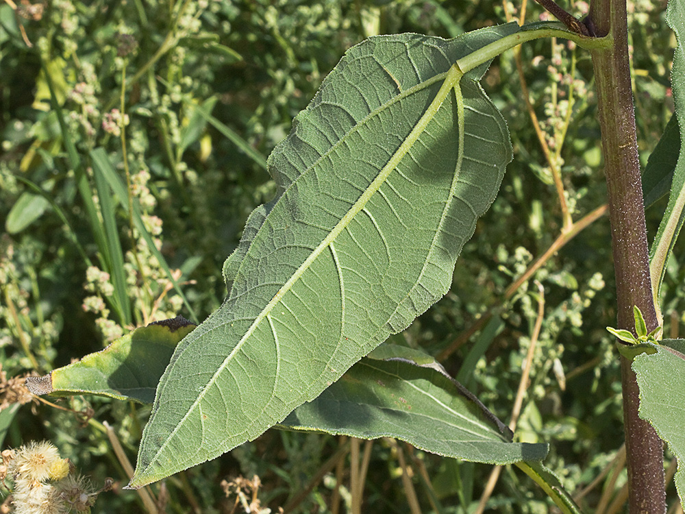Envés de la hoja de la Pirula amarilla, crisantemo amarillo (Helianthus × laetiflorus)
