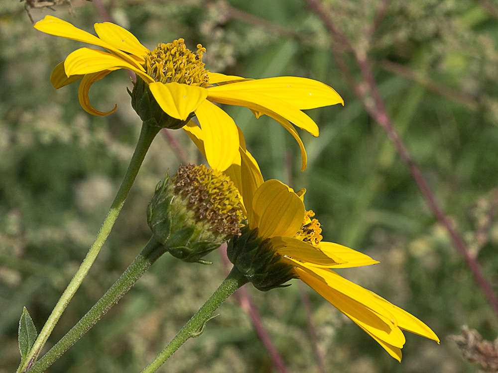 Pirula amarilla, crisantemo amarillo (Helianthus × laetiflorus)