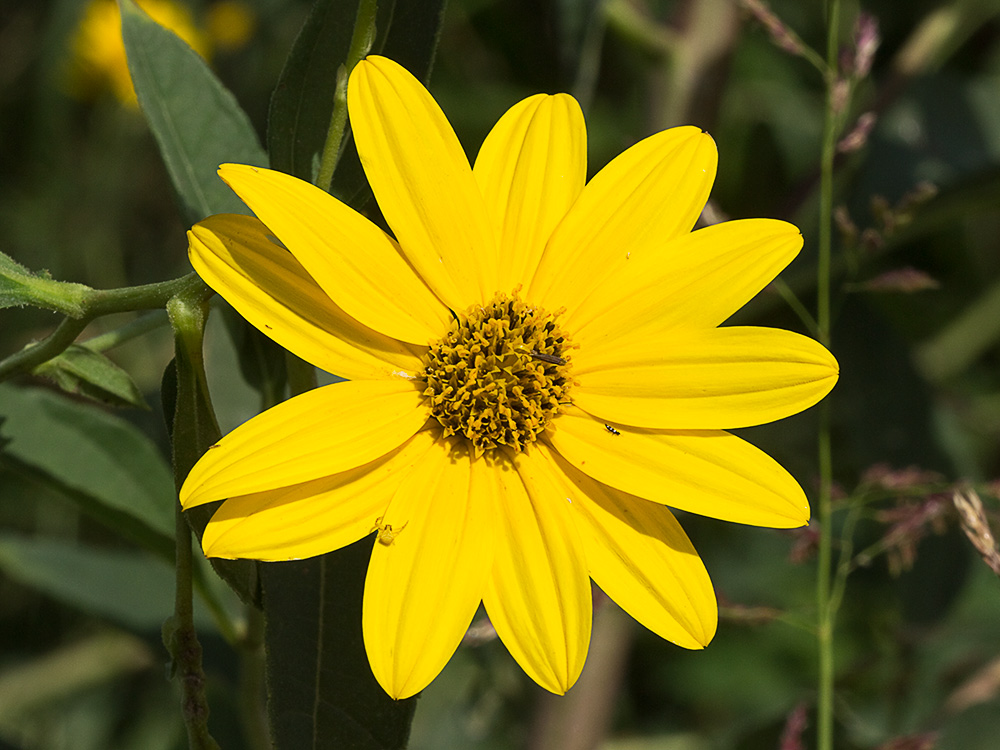 Pirula amarilla, crisantemo amarillo (Helianthus × laetiflorus)