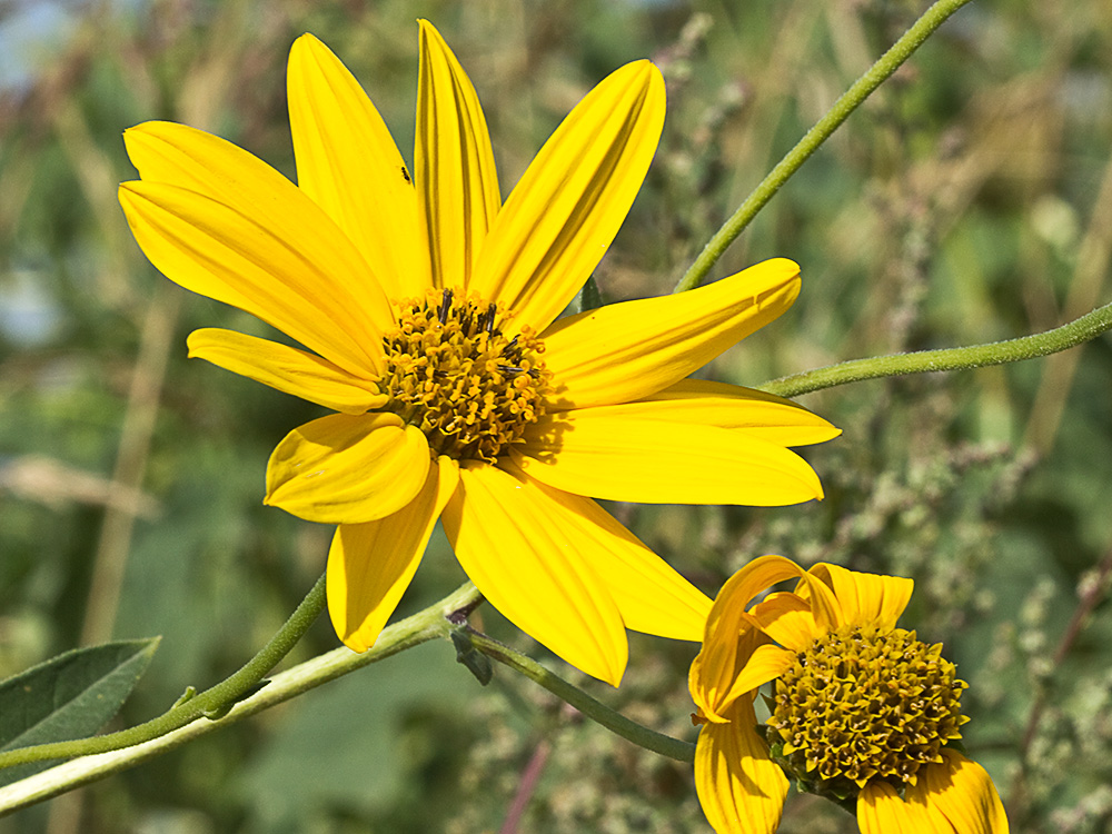 Pirula amarilla, crisantemo amarillo (Helianthus × laetiflorus)