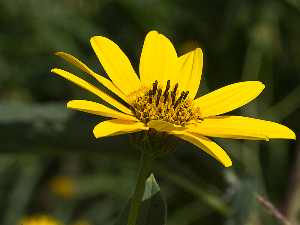 Pirula amarilla, crisantemo amarillo (Helianthus × laetiflorus)