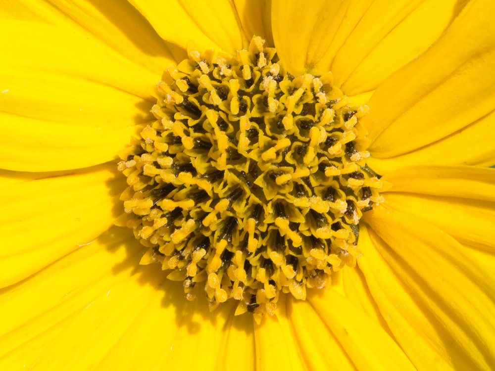 Pirula amarilla, crisantemo amarillo (Helianthus × laetiflorus)