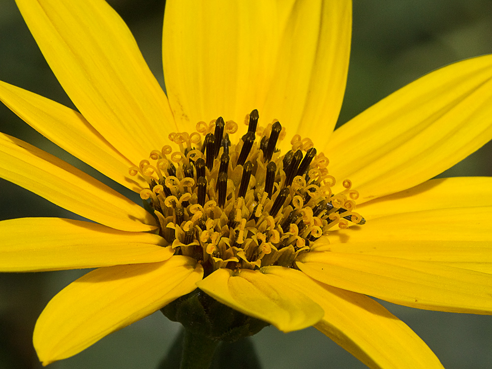 Pirula amarilla, crisantemo amarillo (Helianthus × laetiflorus)