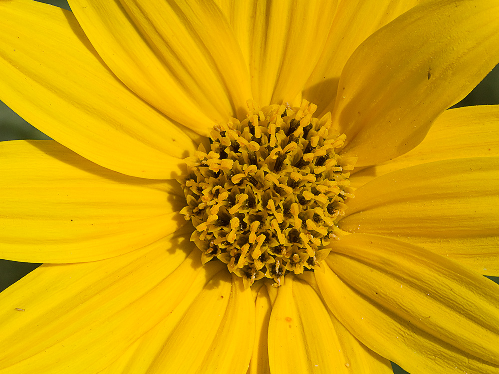 Pirula amarilla, crisantemo amarillo (Helianthus × laetiflorus)