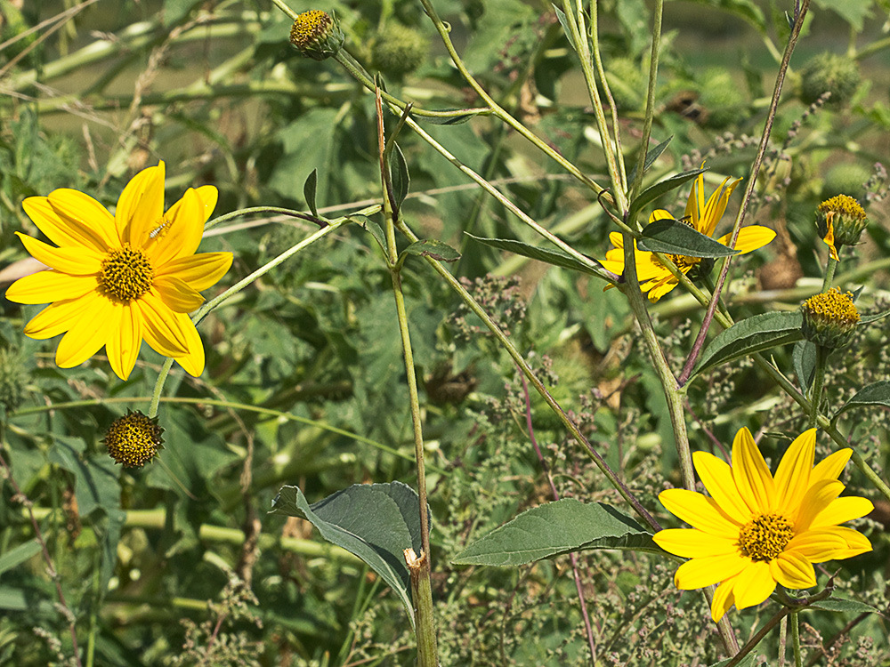 Pirula amarilla, crisantemo amarillo (Helianthus × laetiflorus)