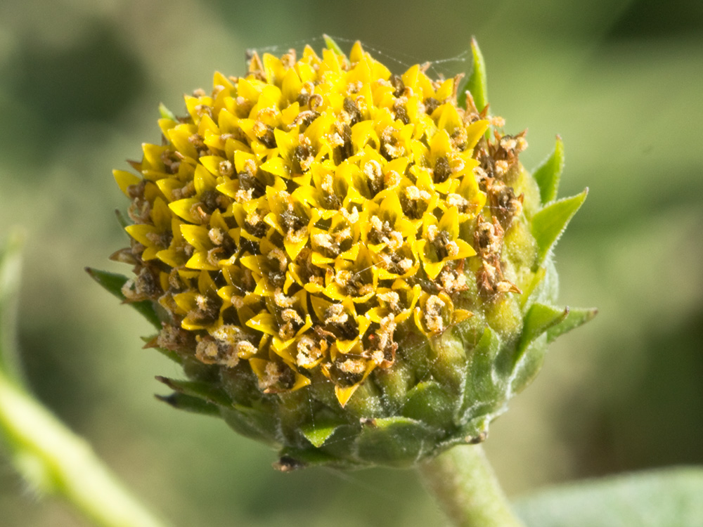 Pirula amarilla, crisantemo amarillo (Helianthus × laetiflorus)