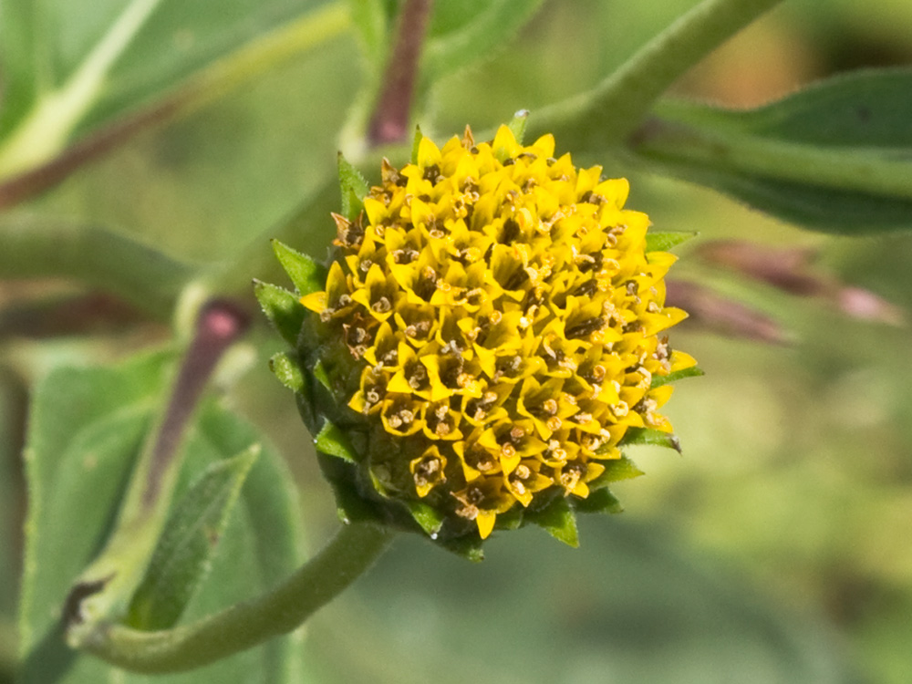 Pirula amarilla, crisantemo amarillo (Helianthus × laetiflorus)