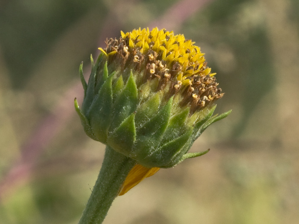 Pirula amarilla, crisantemo amarillo (Helianthus × laetiflorus)