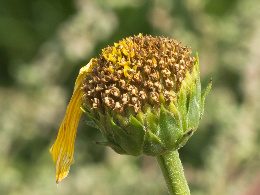 Pirula amarilla, crisantemo amarillo (Helianthus × laetiflorus)