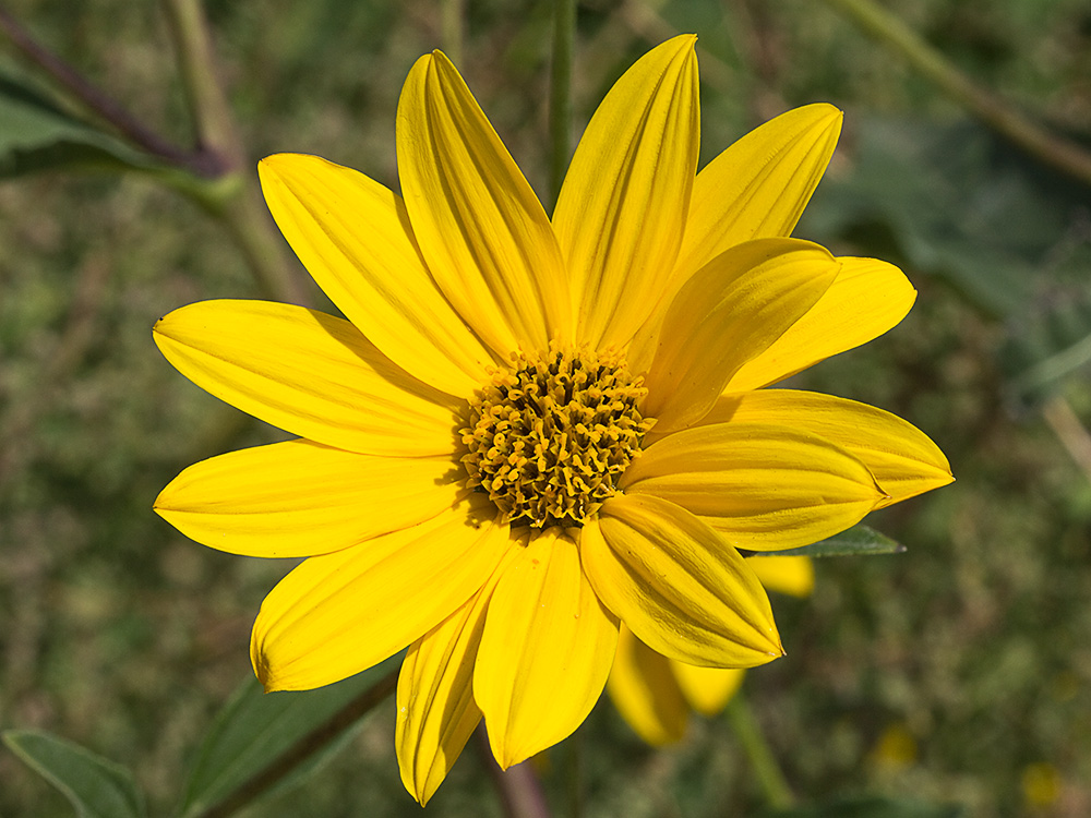 Inflorescencia de la Pirula amarilla, crisantemo amarillo (Helianthus × laetiflorus)