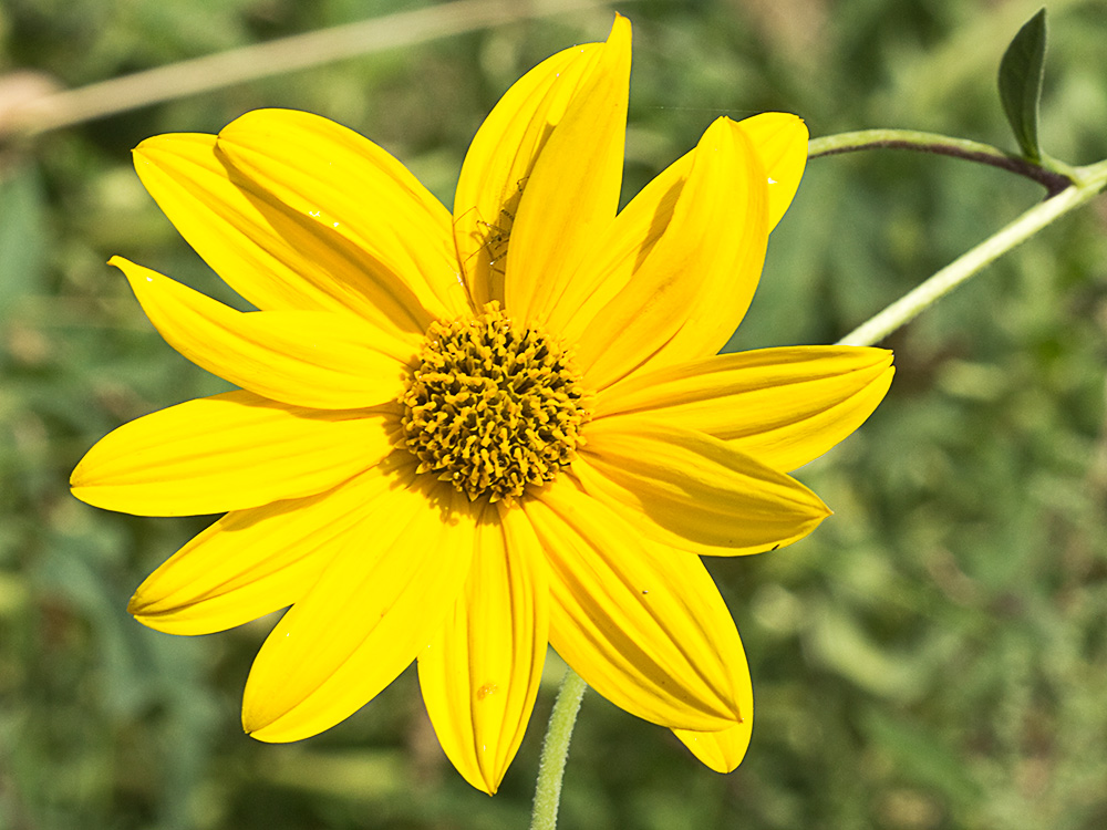 Inflorescencia de la Pirula amarilla, crisantemo amarillo (Helianthus × laetiflorus)