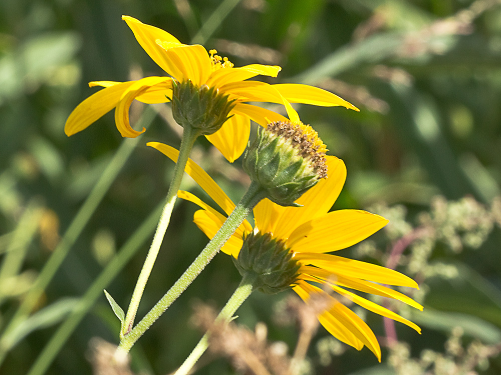 Pirula amarilla, crisantemo amarillo (Helianthus × laetiflorus)