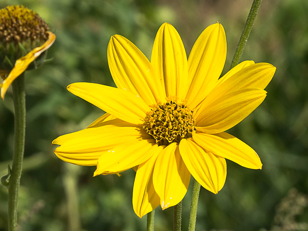 Inflorescencia de la Pirula amarilla, crisantemo amarillo (Helianthus × laetiflorus)