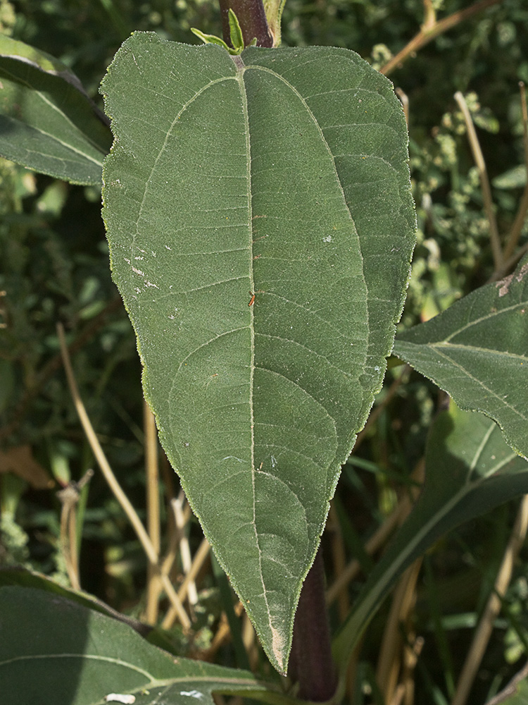 Haz de la hoja de la Pirula amarilla, crisantemo amarillo (Helianthus × laetiflorus)