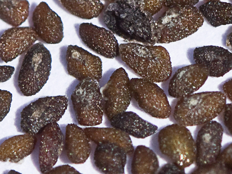 Semillas del plantago mayor