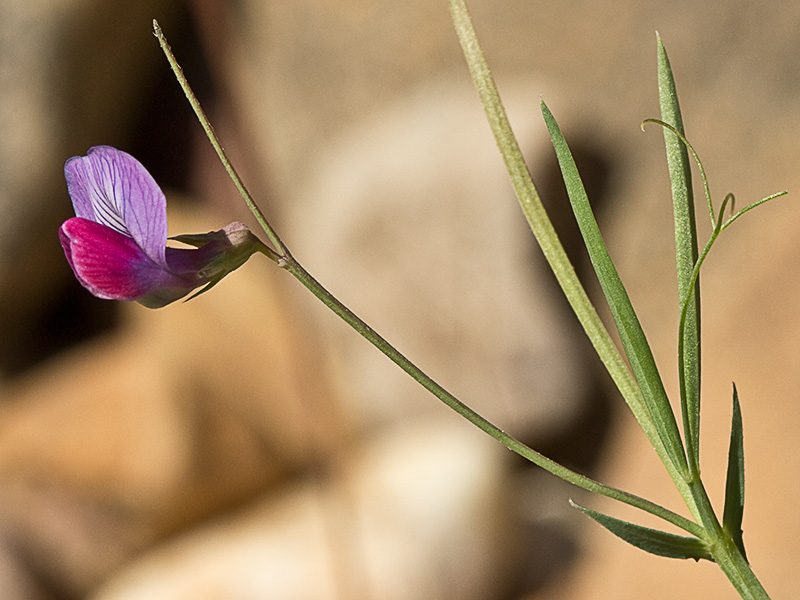 Pluma de ángel (Lathyrus angulatus)