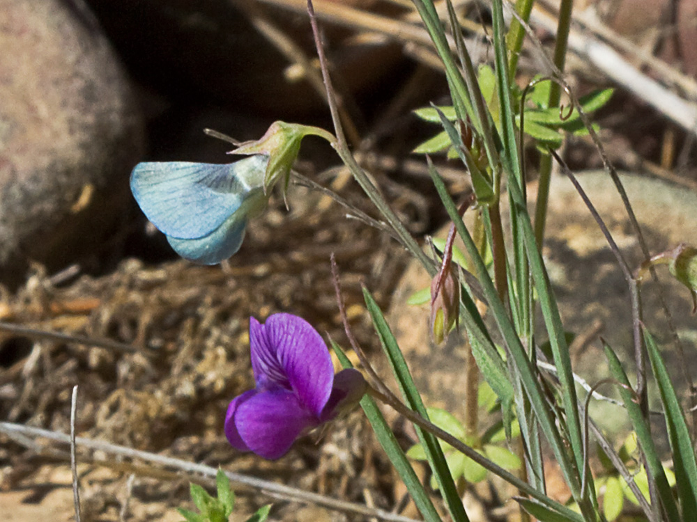 Pluma de ángel (Lathyrus angulatus)